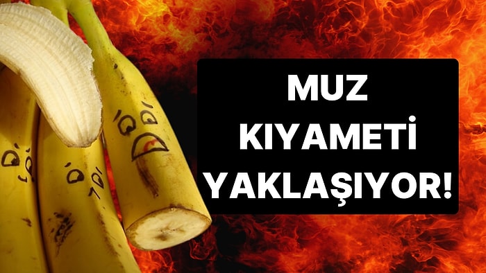 Muz Kıyameti mi Yaklaşıyor? Ölümcül Bir Mantar Muzları Esir Aldı!