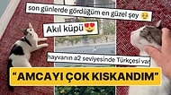 "A2 Seviyesinde Türkçesi Var": Sokakta Dolaşırken Sahibi Çağırınca Eve Gelen Kedi "Akıl Küpü!" Dedirtti