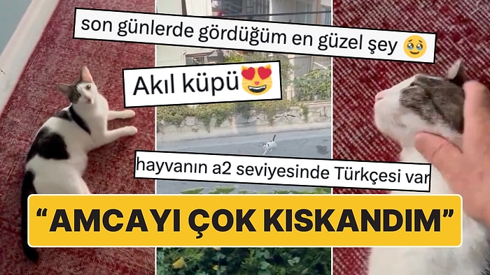 "A2 Seviyesinde Türkçesi Var": Sokakta Dolaşırken Sahibi Çağırınca Eve Gelen Kedi "Akıl Küpü!" Dedirtti