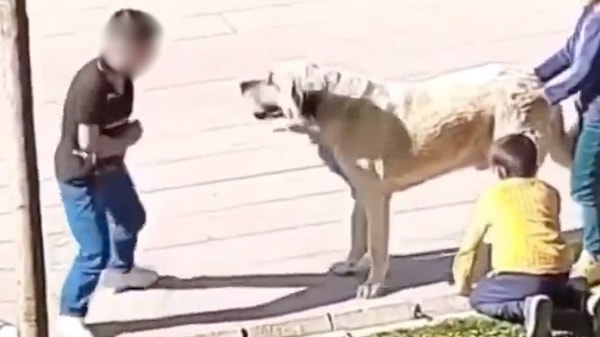 X hesabından bir köpeğe kötü davranışlarda bulunan çocukları içeren bir videoyu paylaşan Polat, şunları söyledi: