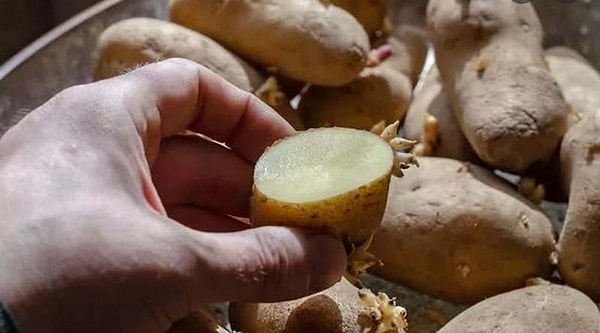 Tabii tüketeceğin miktar bu noktada önemli. Eğer filizlenmeye yeni başlamışsa az miktarda tüketmek ciddi sorunlara yol açmaz. Ancak fazla tüketmek sağlık sorunları yaratabilir.