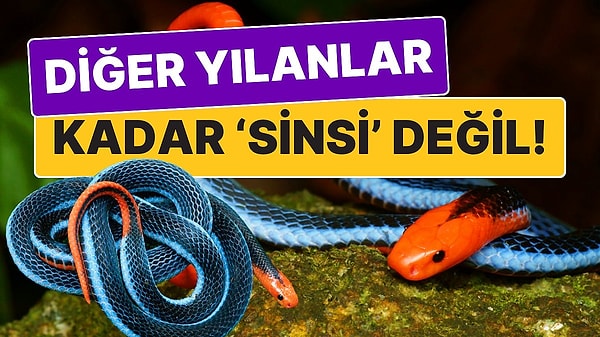 10. Diğer Yılanlar Kadar 'Sinsi' Değil! Güzeller Güzeli Mavi Mercan Yılanını Farklı Kılan Şey Aceleci Olması!