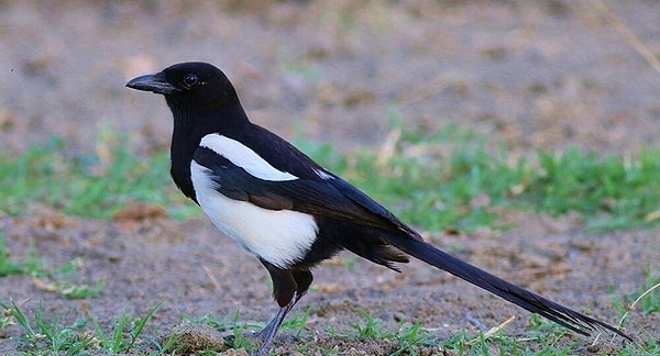 Pika Sendromu'nun ismi ise saksağan kuşlarından geliyor. İngilizce'de 'pica pica' olarak isimlendirilen bu kuşlar,  oldukça ilginç şeyleri yiyebilir.