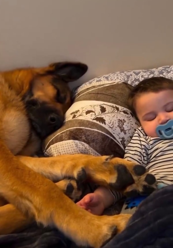 Bebişin köpekleri sevdiği, onlarla oyun oynadığı anları tebessüm etmeden izlemek imkansızdı.