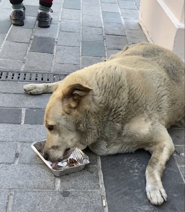 Siz de Kaya'yı ziyaret etmek isterseniz, bir kap da yemek ve su götürmeyi unutmayın.