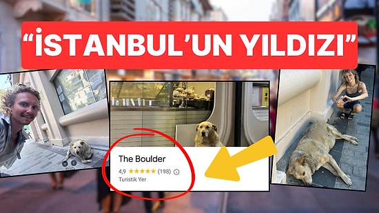 Ne Ayasofya Ne Galata: Turistlerin İstanbul'daki Gözdesi 'Boulder' İsimli Sokak Köpeği Tüm Dünyada Meşhur Oldu