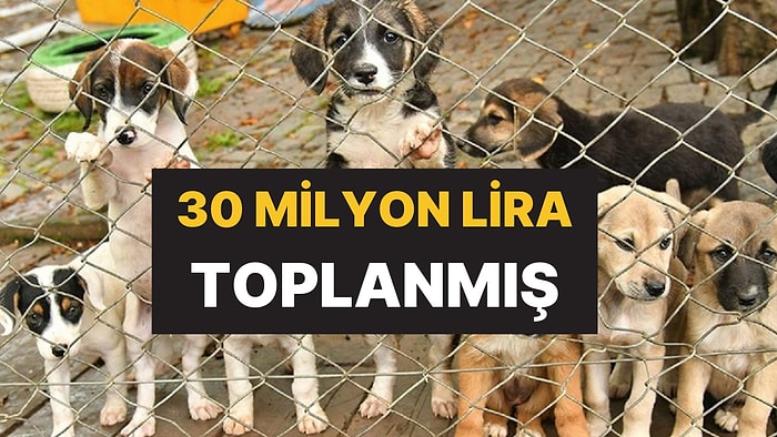 Sokak Hayvanları İçin Kurulan Dernekte Yolsuzluk! 30 Milyon Lira Toplanmış: 5 Şüpheli Gözaltına Alındı