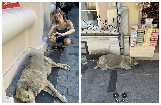 Dog Known as 'The Boulder' is Currently The Highest Rated Tourist Attraction in Istanbul