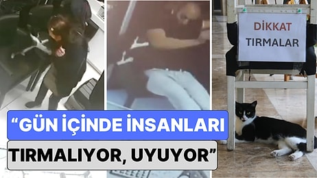 Uyarı Yazısı Bile Asıldı: Adana'nın Psikopat Kedisi 'Kızım' İnsanlara Nefes Aldırmıyor