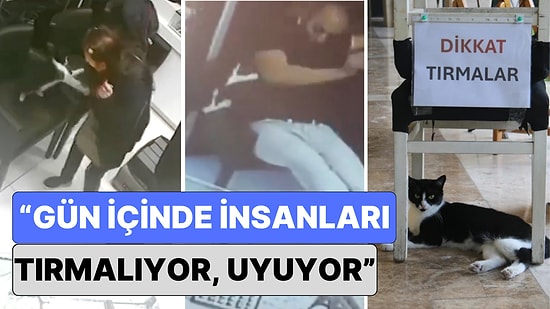 Uyarı Yazısı Bile Asıldı: Adana'nın Psikopat Kedisi 'Kızım' İnsanlara Nefes Aldırmıyor