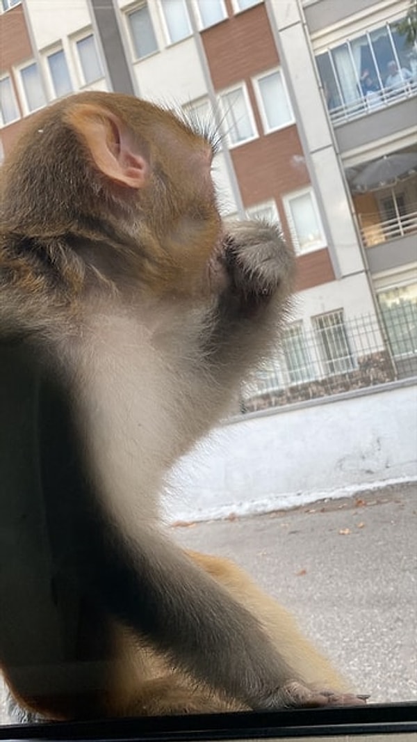 Maymunun dizinden ısırması sonucu yaralanan Buse E.S, ambulansla hastaneye kaldırıldı. Burada yarasına pansuman yapılan genç kız, tedavisinin ardından taburcu edildi.