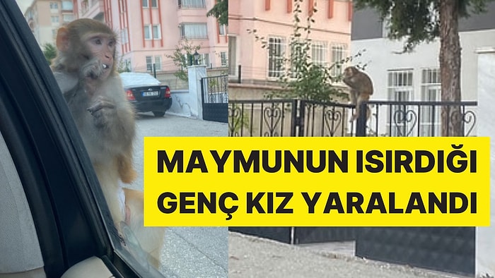 Çorum'da İlginç Olay: Maymunun Isırdığı Genç Kız Hastaneye Kaldırıldı