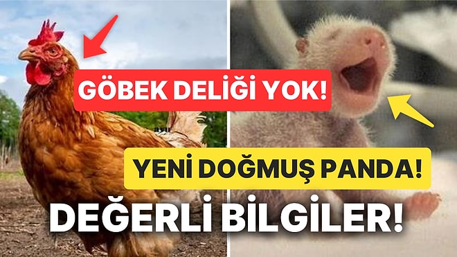 Kültürlenmek İsteyenler Buraya! Öğrendikten Sonra Bilgi Şöleninde Yüzeceğiniz Altın Değerinde Bilgiler