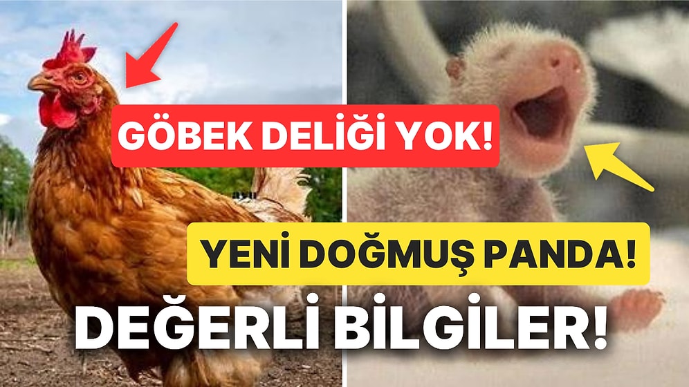 Kültürlenmek İsteyenler Buraya! Öğrendikten Sonra Bilgi Şöleninde Yüzeceğiniz Altın Değerinde Bilgiler