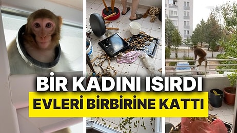 Evden Kaçan Maymun Çorum’u Birbirine Kattı: Bir Kadına Saldırdı, Girdiği Balkonu Altüst Etti