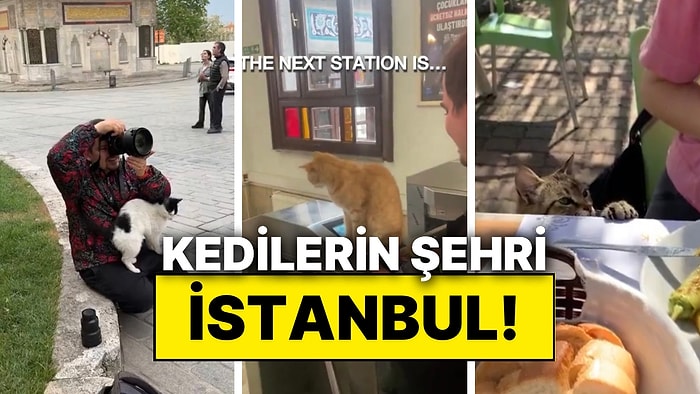 Kedilerin Şehri İstanbul! Bir Turistin Gözünden İstanbul’un Meşhur Kedileri