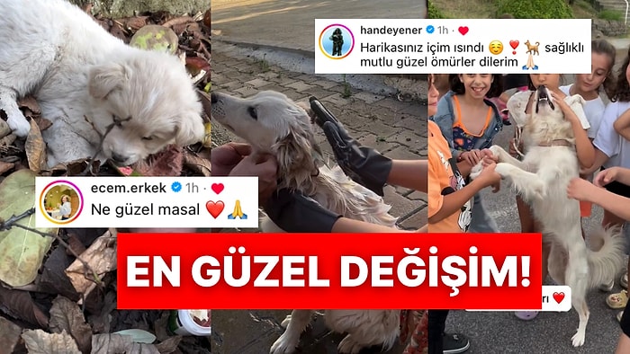 Yolda Buldukları Yavru Köpeği Sahiplenen Aile Günden Güne Değişimiyle Kalplerimizi Eritti