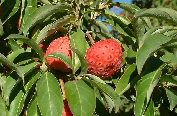 5. Cornus Kausa