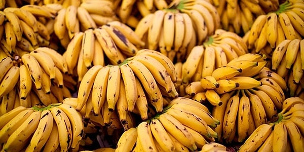 The bananas your grandparents ate in the 1950s are not the same as the ones we eat today!