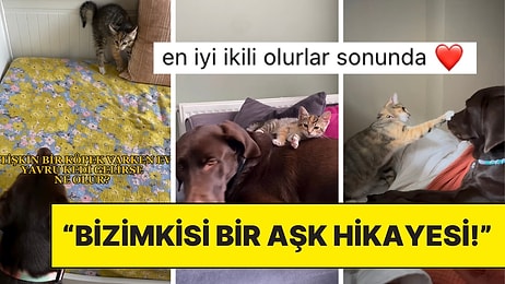 Eve Sonradan Gelen Yavru Kedi ile Yetişkin Köpeğin Dostluğu Aşk Dolu Anlara Vesile Oldu