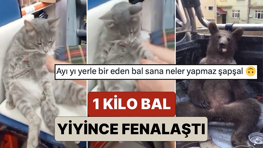 Ayının Başına Gelen Kedinin de Başına Geldi: Rize'de 1 Kilogram Bal Yiyen Kedi Fenalaştı