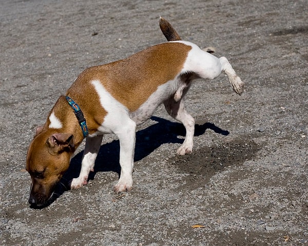 Peki köpekler neden işerken bir ayağını kaldırır? Bunun aslında son derece mantıklı bir sebebi var.