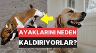 Köpeklerin İşerken Neden Bir Ayaklarını Kaldırdığını Öğrenince Zekalarına Hayran Kalacaksınız