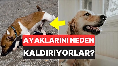 Köpeklerin İşerken Neden Bir Ayaklarını Kaldırdığını Öğrenince Zekalarına Hayran Kalacaksınız