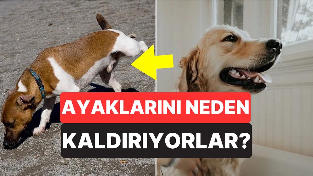 Köpeklerin İşerken Neden Bir Ayaklarını Kaldırdığını Öğrenince Zekalarına Hayran Kalacaksınız