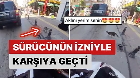 Bazı Kediler Bazı İnsanlardan Daha Akıllı Dedirtti! Motoru Görünce Durdu, Sürücünün İzniyle Karşıya Geçti