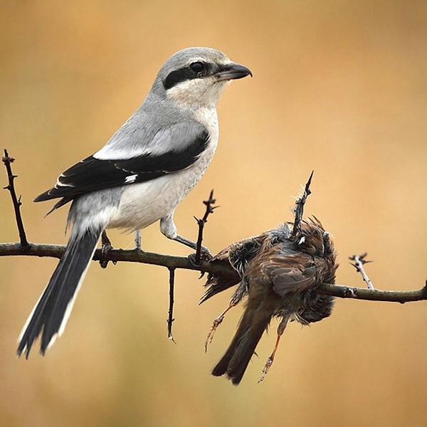 10. ''Shrikes, kemirgenler, kertenkeleler ve diğer kuşları avlayan etçil ötücü kuşlardır. Birinin kazığa geçirilmiş tüylü kurbanının yanında tünediğini görene kadar her şey eğlenceli ve oyundur''