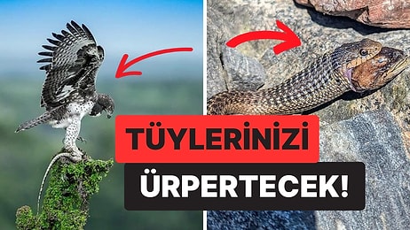 Doğanın Korkutucu Yüzünü İliklerinize Kadar Hissetmenize Sebep Olacak Birbirinden Ürkütücü 15 Yeni Fotoğraf