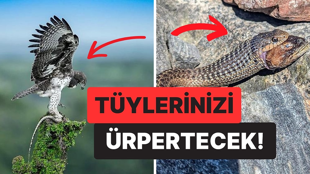 Doğanın Korkutucu Yüzünü İliklerinize Kadar Hissetmenize Sebep Olacak Birbirinden Ürkütücü 15 Yeni Fotoğraf