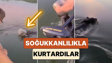 Tekneleriyle Dolaşan Çift Kafası Bir Şişeye Sıkıştığı İçin Suya Düşen Ayıyı Büyük Bir Soğukkanlılıkla Kurtardı