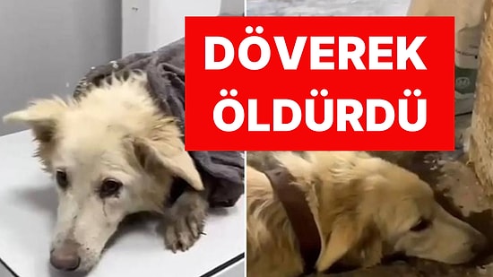 'Boncuk' İsimli Köpeği Döverek Öldüren Caniye Ödül Gibi Ceza