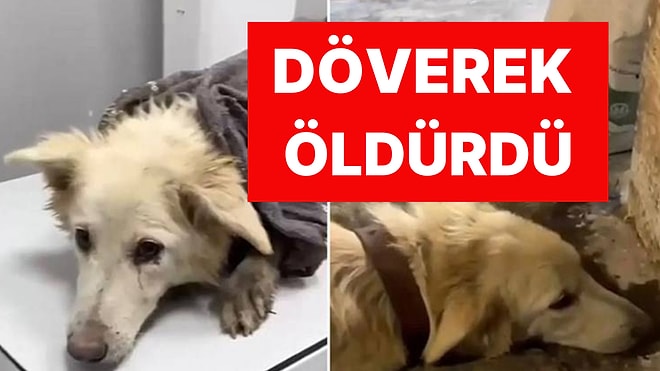 'Boncuk' İsimli Köpeği Döverek Öldüren Caniye Ödül Gibi Ceza