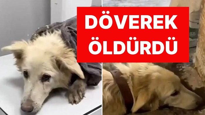 'Boncuk' İsimli Köpeği Döverek Öldüren Caniye Ödül Gibi Ceza