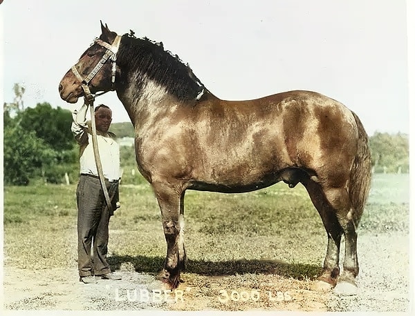 1930'larda çekilen bu fotoğraftaki atın büyüklüğü şaşırtıcı!