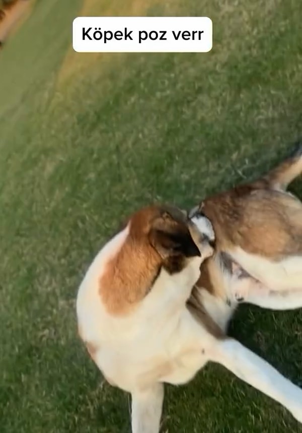 Tatlı kız telefonu eline almış sokak köpeğinin fotoğrafını çekmeye çalışıyordu. O anlarda “Köpek poz ver” deyişi içimizi ısıttı.