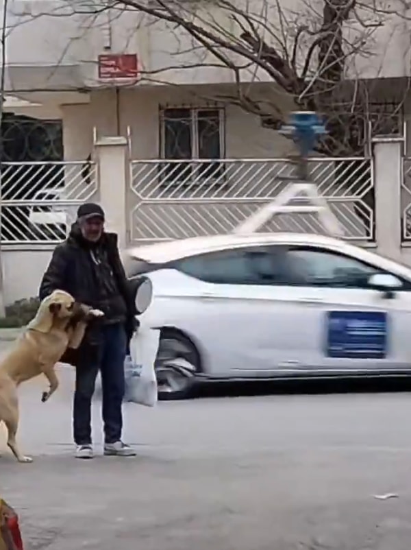 Amcanın köpeği dans ettirmeye çalıştığı esnada Google Maps aracı geçti.