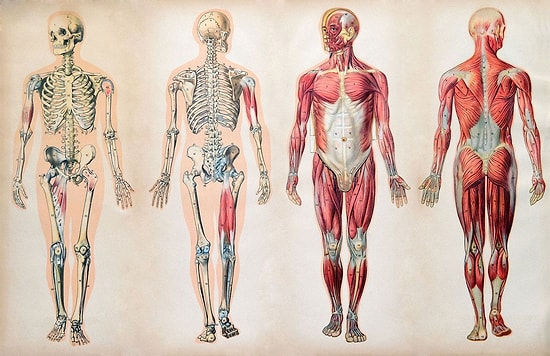 10 Fascinating Facts About the Human Body That Will Blow Your Mind