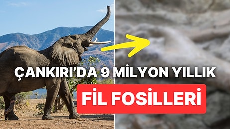 Çankırı'da Fil Kemikleri: 9 Milyon Yıllık Fosiller Bulundu