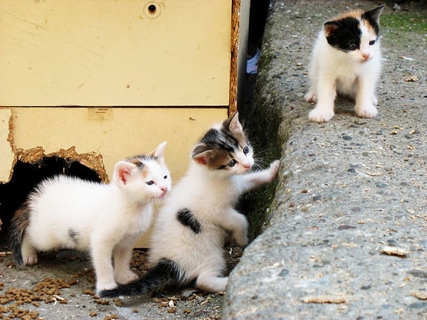 Afacan yapıları ve sevimli görüntüleriyle Türk toplumunun bir parçası haline gelen sokak kedileri her ne kadar bir çok insan tarafından sevilse de, onlara kötü muamele gösteren kişi sayısı da az değil.