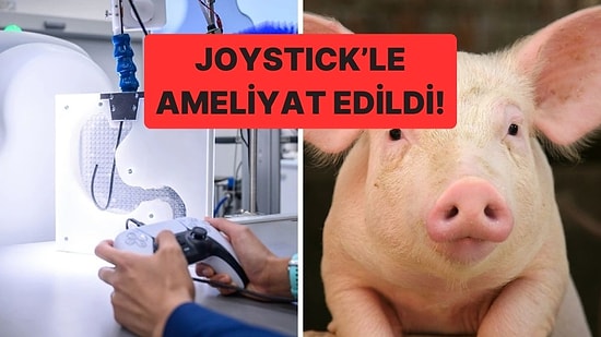 Mesafeler Engel Tanımaz: 9 Bin Kilometre Öteden Joystick'le Ameliyat Edilen Domuz Tarihe Geçti!