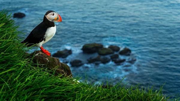 Martılar büyük koloniler halinde İzlanda'nın Vestmannaeyjar adasında yuvalanıyorlar. Bu kuşların yavruları, yetişkinlik dönemine geçerken denize doğru uçmaları gerekiyor. Fakat sorun şu ki şehir ışıkları onların kafasını karıştırıyor.