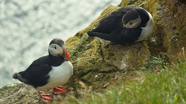 Kurtarılan bebek kuşlar, bir gece kutular içinde bekletiliyor ve ertesi gün uçurumun güney tarafındaki 'Beautiful Puffin and Shore View' olarak bilinen noktaya götürülüyorlar.