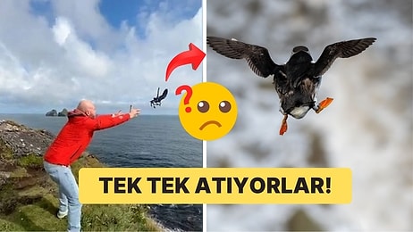 İzlandalılar Neden Bebek Martıları Uçurumdan Aşağı Atıyor? Emin Olun Bu Gelenek Size de Mantıklı Gelecek!