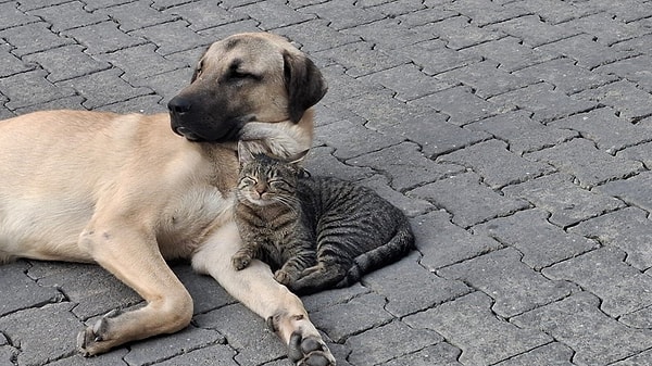 Dünyalar tatlısı kedi ve köpeğin dostluğunu görenler hemen o anları ölümsüzleştirdi.