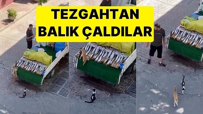 Tezgahtan Balık Çalan Kedilerin 'Görevimiz Tehlike' Filmi Tadındaki Görüntüleri İzleyenleri Güldürdü