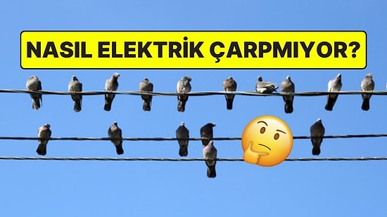 Kuşlar, Elektrik Tellerine Konduğunda Nasıl Oluyor da Yüksek Gerilime Kapılarak Çarpılmıyor?